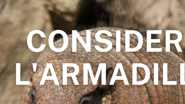 Considera l'armadillo &copy; Creative Commons
