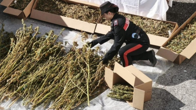 Nascondeva 28 chili di marijuana in un casolare a Maniago ... &copy; Creative Commons