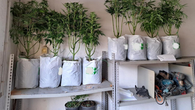 21 piante di marijuana, l'appartamento trasformato in serra ... &copy; Creative Commons