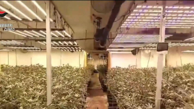 Sequestrata una tonnellata di marjuana, 11 arresti per spaccio nel ... &copy; Creative Commons