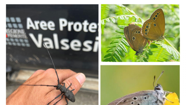 Nuove scoperte sulla biodiversit&agrave;: tre specie di invertebrati ... &copy; Creative Commons
