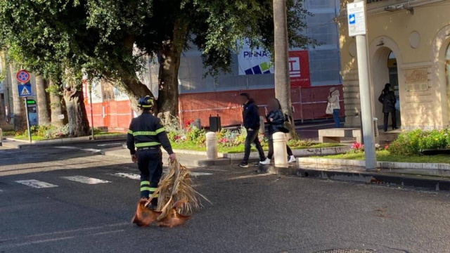 Riapre al traffico piazza Roma, dopo la caduta di rami dalle palme ... &copy; Creative Commons