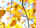 L'oroscopo del giorno venerdì 23/10: Ariete non vuole lasciare questioni in sospeso