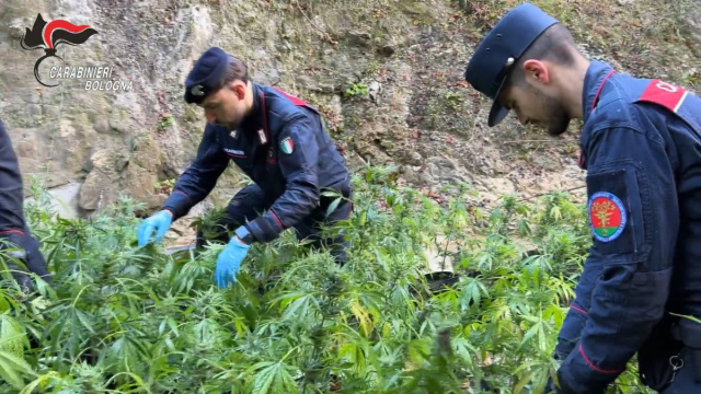 Coltivazione illegale di marijuana sulle colline: sequestrate ... &copy; Creative Commons