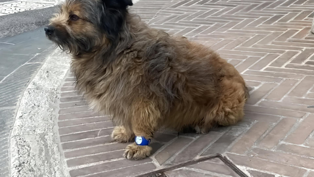 Francesco, il cane con l'orologio sta bene: &egrave; con il suo padrone ... &copy; Creative Commons