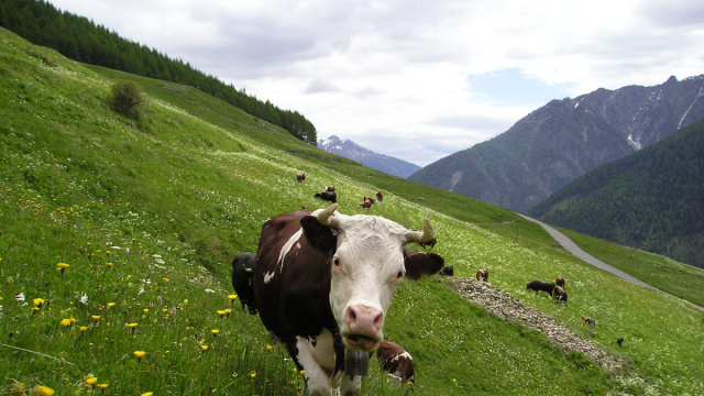 L'allevamento in Valle d'Aosta &copy; Creative Commons