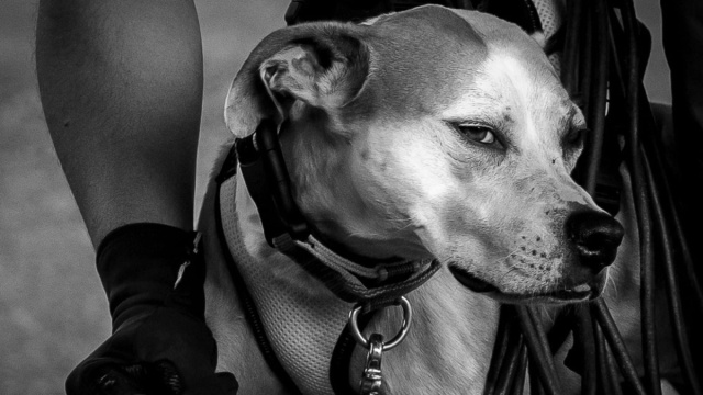 A Montaione formazione per i cani che ricercano le persone ... &copy; Creative Commons