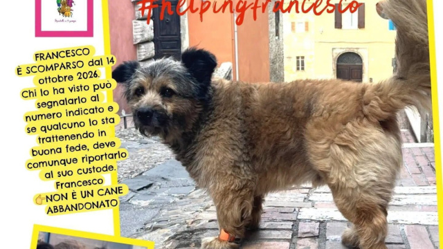 Perugia mobilitata per ritrovare Francesco, il cane con l'orologio &copy; Creative Commons