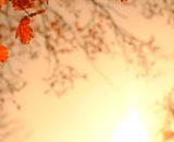 Ramo d'albero e foglie secche (&copy;pixabay.com)