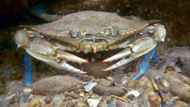 Granchio blu fotografato sott'acqua