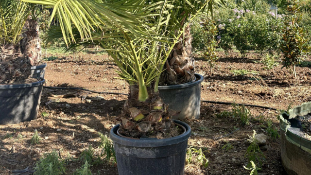 Phoenix Canariensis Tr 25-30 cm H 220/240 cm - Vivai Podavini Giuseppe &copy; Creative Commons