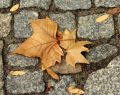Oroscopo di novembre e classifica: è il mese dello Scorpione, 1° posizionato