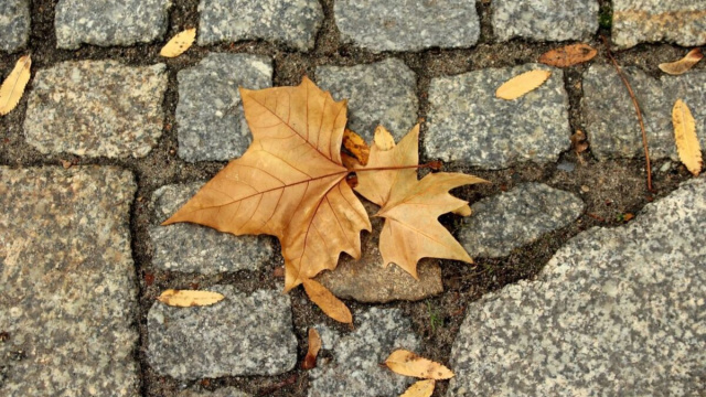 Foglia autunnale sull'asfalto &copy; Pixabay
