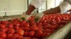 Vietati i pomodori crudi nelle mense pugliesi dopo focolai di salmonella