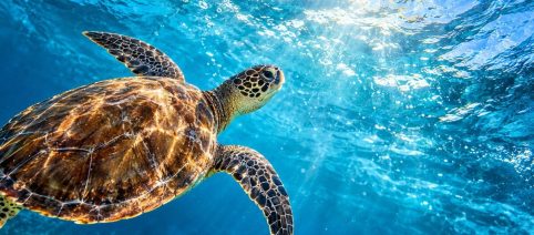 Ocean Film Festival 2026, il mare arriva al cinema con 22 appuntamenti in Italia