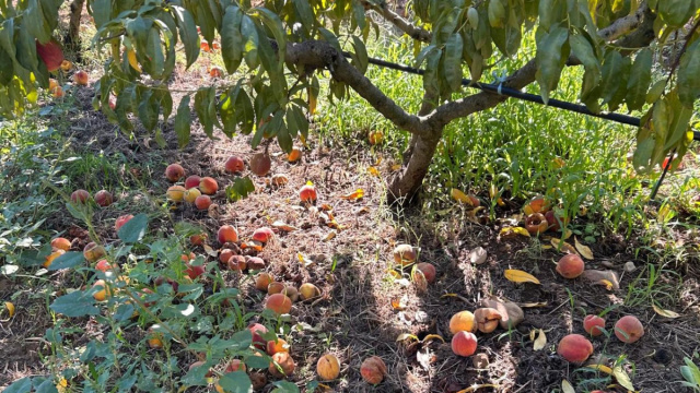 Ondate di calore, Confagricoltura 'stagione tragica nel Medio ... &copy; Creative Commons