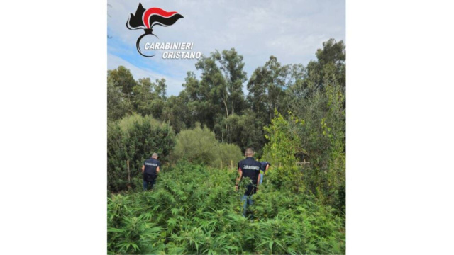 Piantagione di cannabis scoperta dai carabinieri che arrestano un ... &copy; Creative Commons