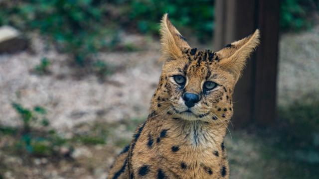 Splendido serval trovato su un albero negli USA: il felino ... &copy; Creative Commons
