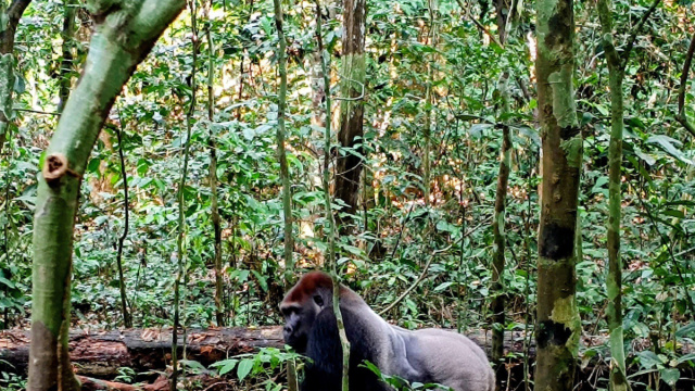 NEL CUORE DELLA FORESTA AFRICANA  Kel 12 - Cultura del Viaggio &copy; Creative Commons