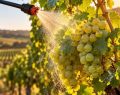 La 'crema solare' dell’uva: così i vigneti si proteggono dal caldo