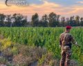 Maxi piantagione di marijuana scoperta in Gallura: 4 arresti