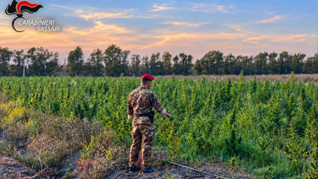 Loiri Porto San Paolo, maxi piantagione di marijuana: 4 arresti &copy; Creative Commons