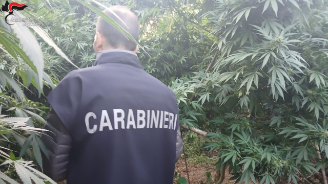 Sequestrati undici qli. di marijuana in una piantagione a San ... &copy; Creative Commons