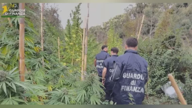Crotone, scoperta una serra di cannabis tra i rovi: sequestrate 72 ... &copy; Creative Commons