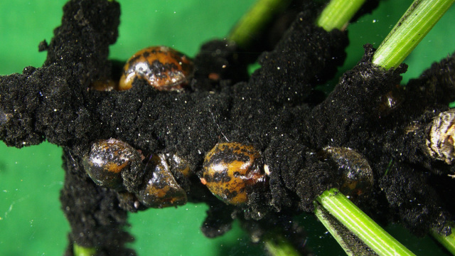 L'invasione della Cocciniglia tartaruga in Italia e i rischi per ... &copy; Creative Commons