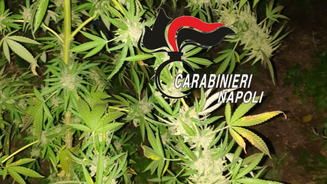 Trovate 23 piante di cannabis sui Monti Lattari - Lo Strillone &copy; Creative Commons