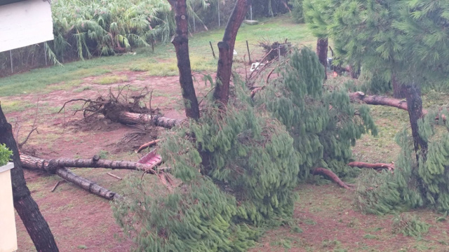 Maltempo a Viareggio: danni a case e scuole, alberi caduti e ... &copy; Creative Commons