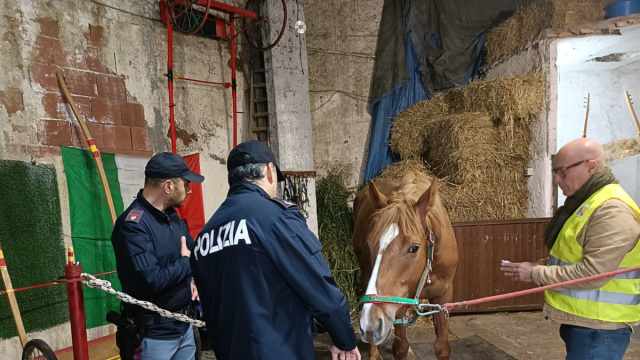 Catania, controlli per tutela equina: salvati cavalli da ... &copy; Creative Commons