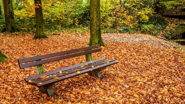 panchina nel bosco autunnale &copy; Pixabay