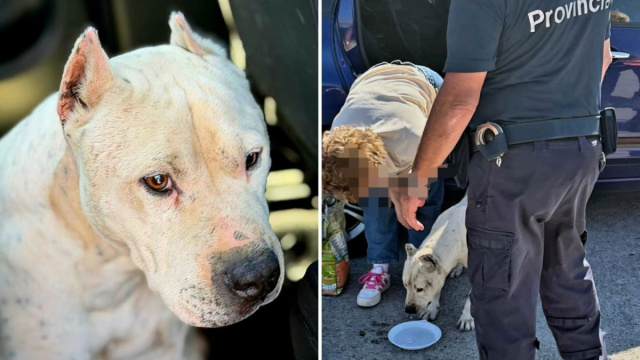 Pitbull vaga sulla provinciale, denunciato il padrone. Gli aveva ... &copy; Creative Commons