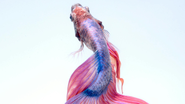 Pesciolino di vari colori-&copy; Pexels