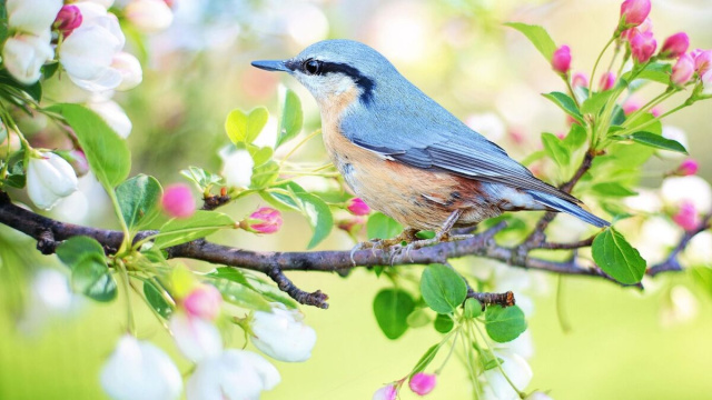 Uccello su un ramo d'albero in fiore (&copy;pixabay.com)