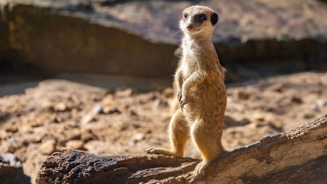 Suricato che si osserva attorno &copy; Pixabay