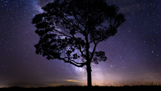 Albero con un cielo stellato alle spalle - pixabay.com