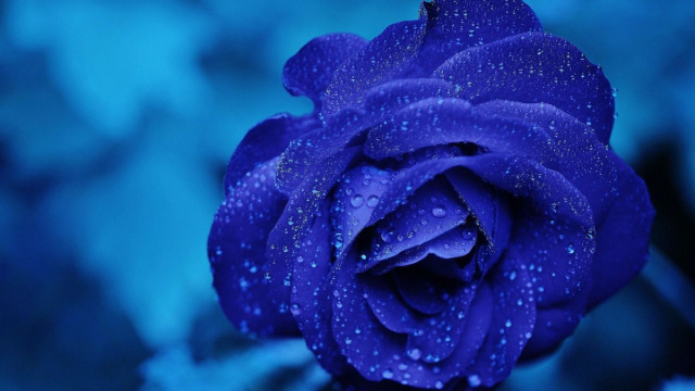 Una rosa colorata di blu (&copy;pixabay.com)