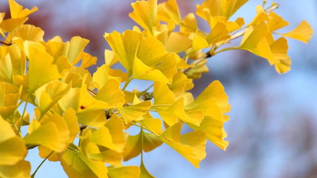 Ramo d'albero in fiore (&copy;pixabay.com)