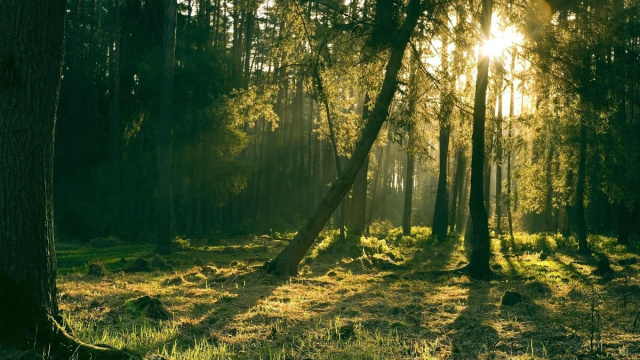 Foresta illuminata dal sole &copy; Pixabay