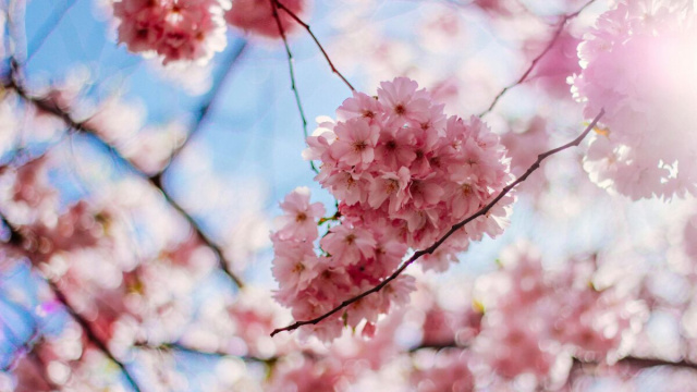 Rami di fiori di ciliegio - &copy; Pexels