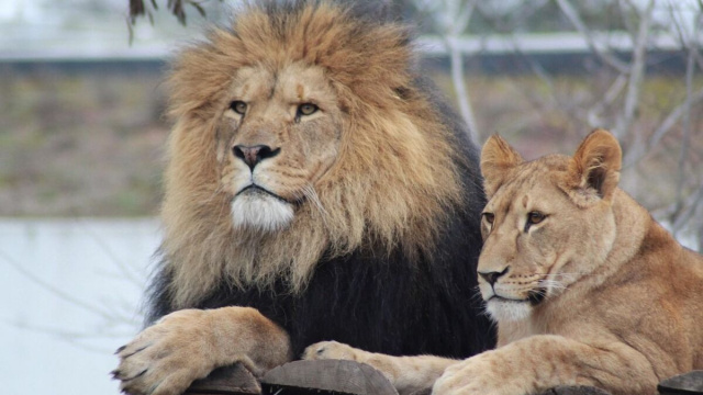 Un leone e una leonessa (Pixabay).