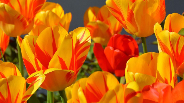 Campo di tulipani arancioni &copy; Pixabay