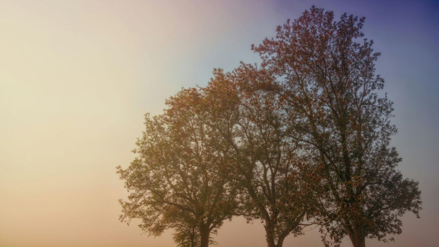 Alberi fioriti all'alba- &copy;Pexels