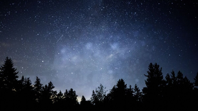 Un bosco sovrastato da un cielo notturno stellato - pixabay.com