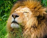 Oroscopo segno del Leone &copy; Pixabay