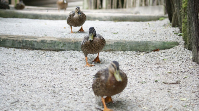 4 anatre in fila indiana &copy; Pixabay