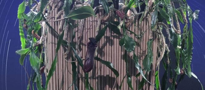 Fioristi e giardinieri in mostra a Milano: il bilancio della fiera Myplant & Garden