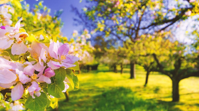 Giardino di alberi in fiore (&copy;pixabay.com)